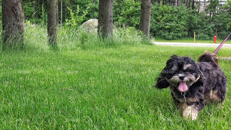 Happy Dog