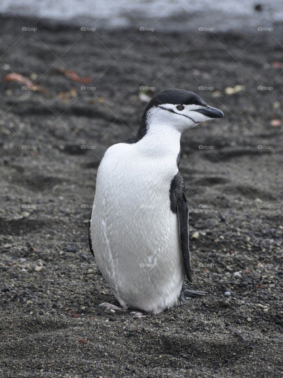 Chinstrap Penguin