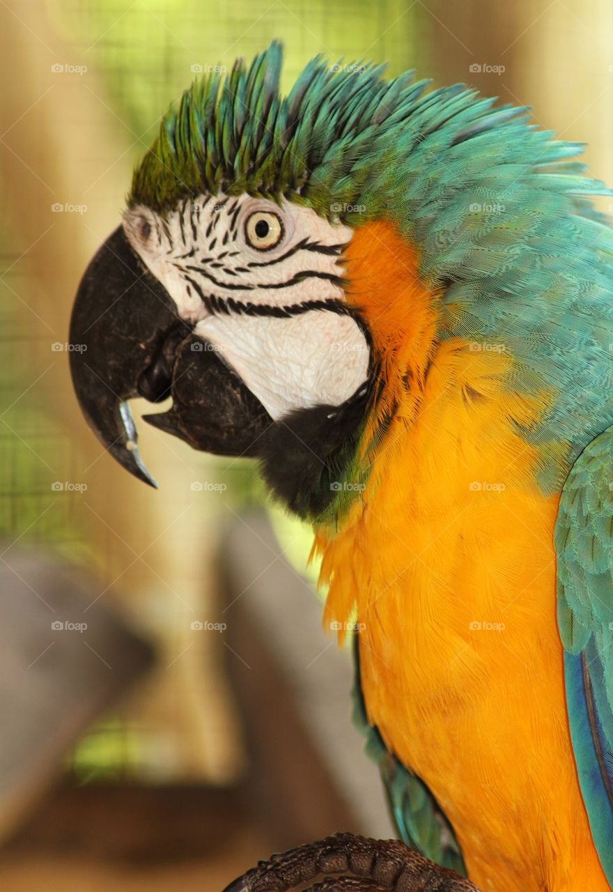 Parrot in the amazon 