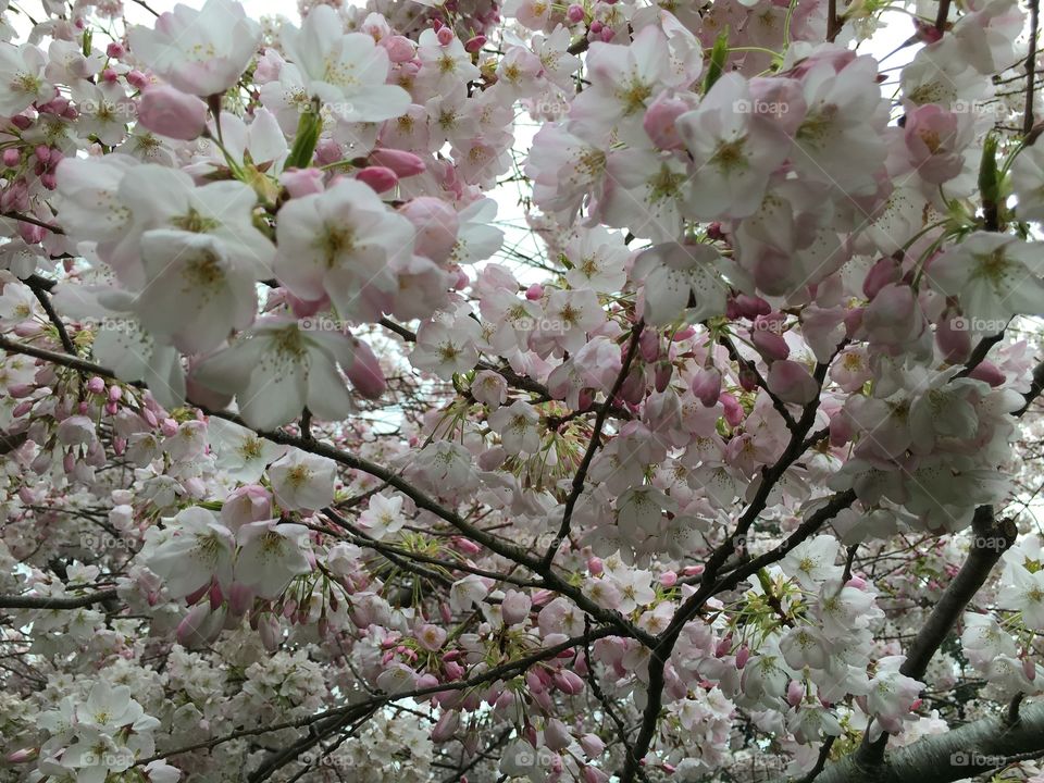 Cherry blossoms