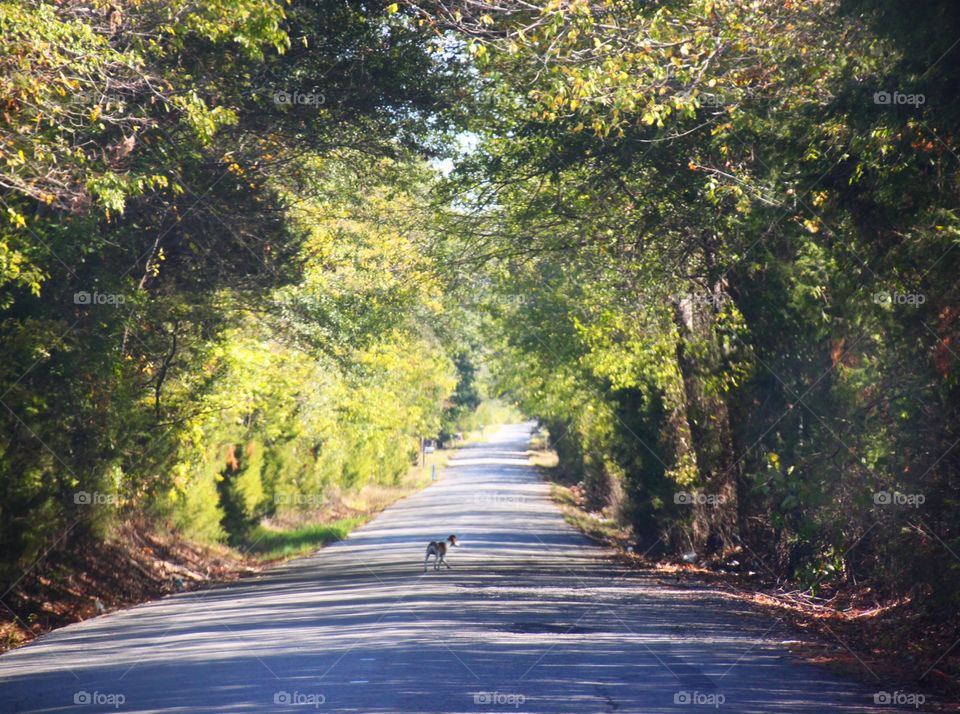 Dog on a country road