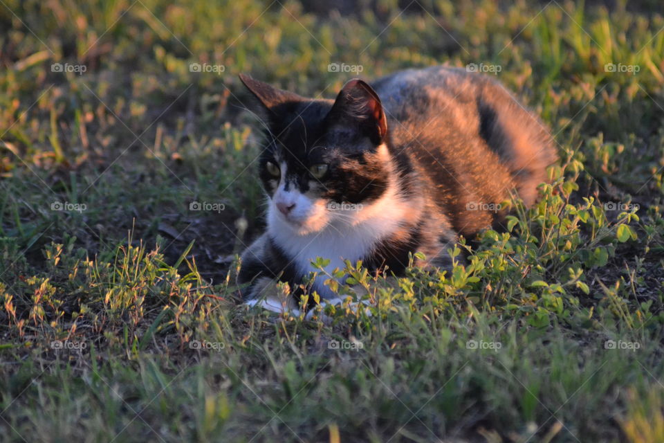 Calico kitty lying down in grass