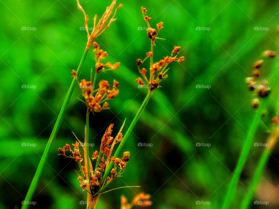 Nature, No Person, Summer, Flora, Flower