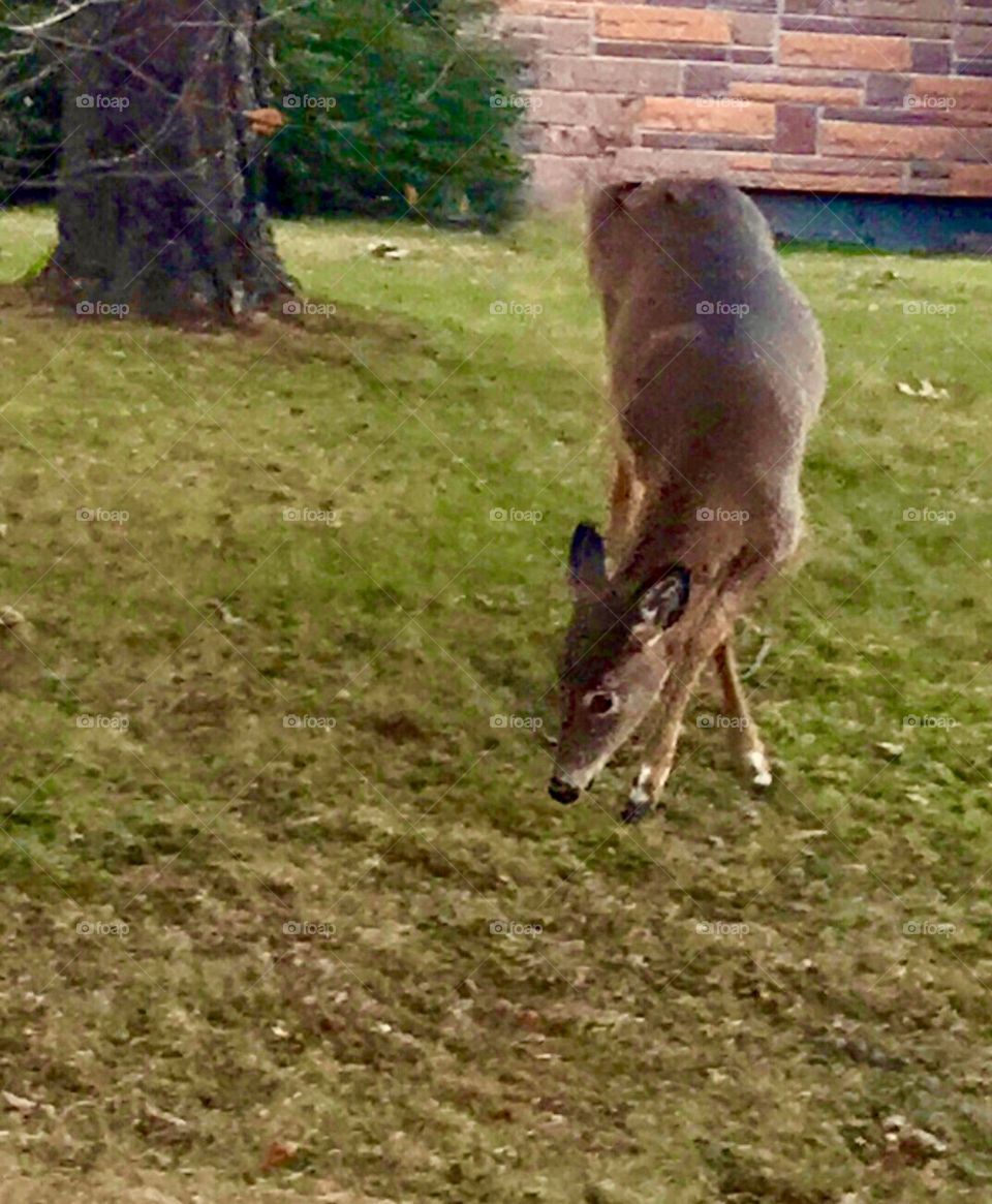 You would think I see deer in the woods, but no, they are in my neighbour’s yard