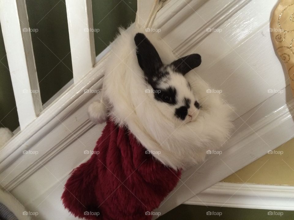 Merry Christmas from River... fuzzy stocking and furry bunny style. 