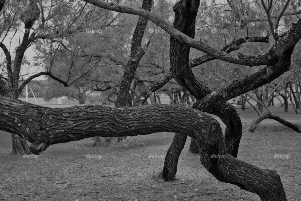 Black and white, winding tree branches.