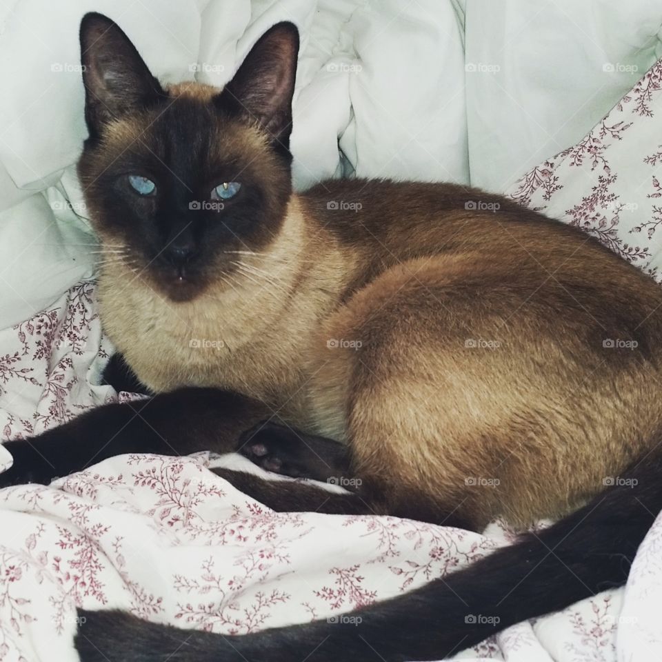 siamese cat