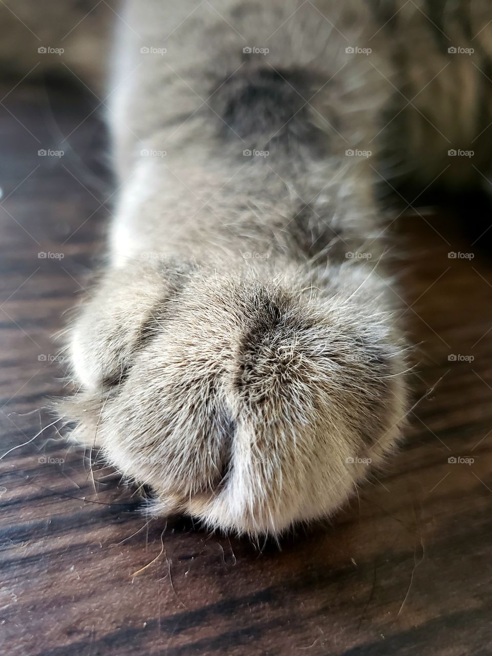 Fluffy paw