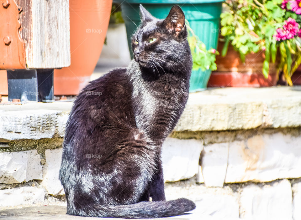 Black Cat Sitting In The Yard At The Morning Sun
