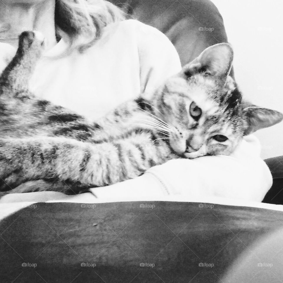 Adorable kitty being cradled by Mumma.