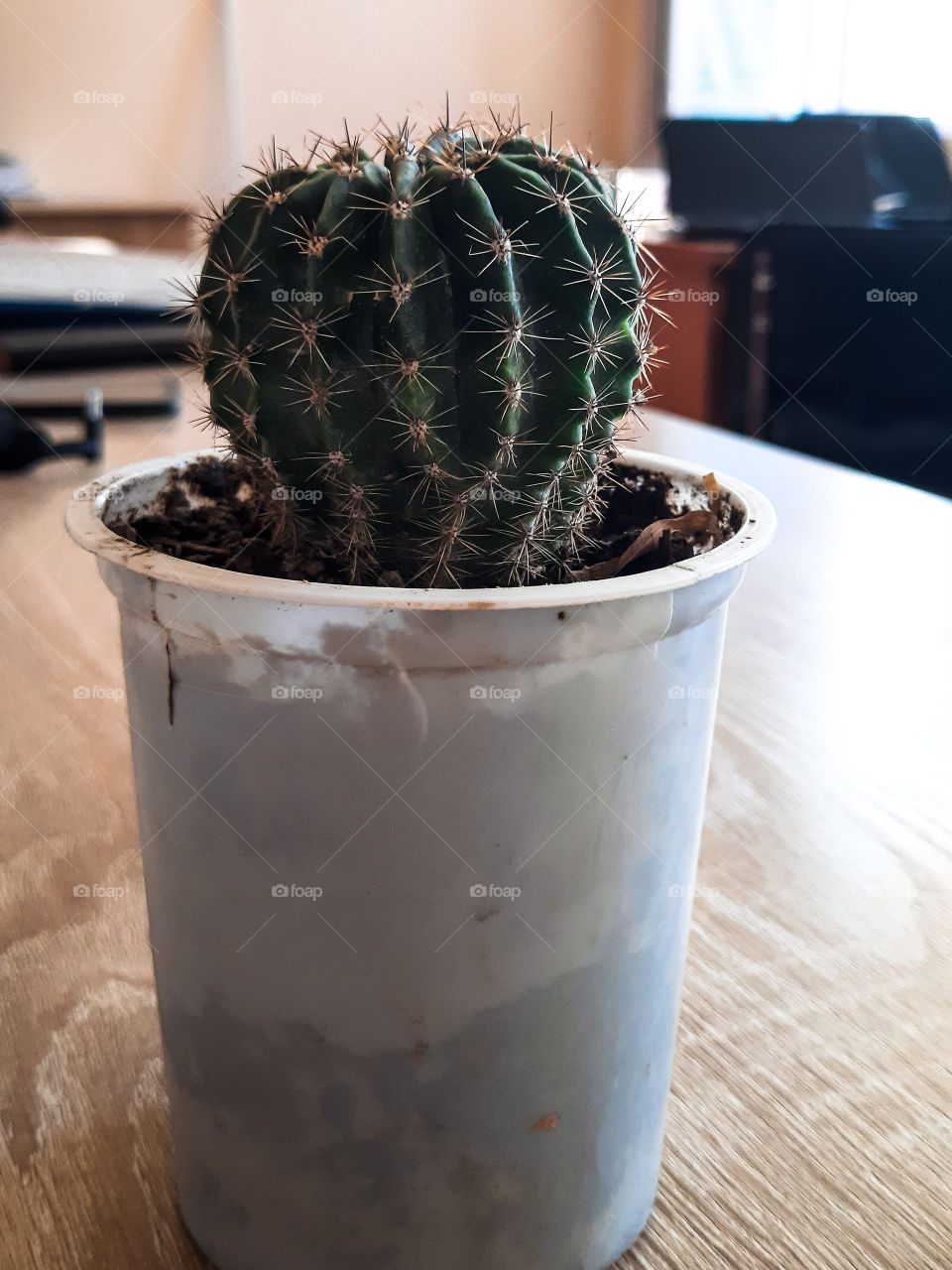 cactus on desktop