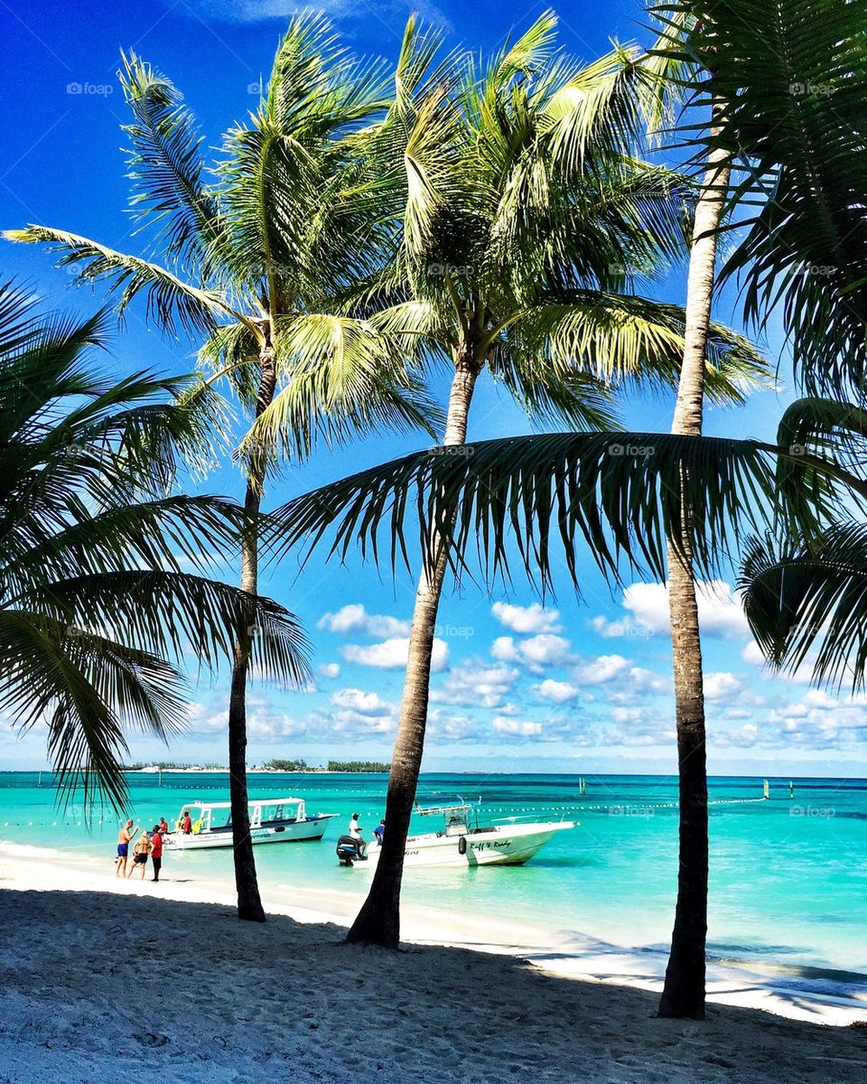 Palm trees and boats on beach