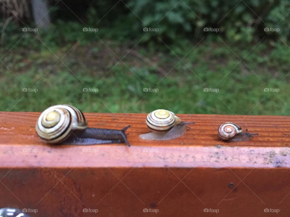 Schnecken 
