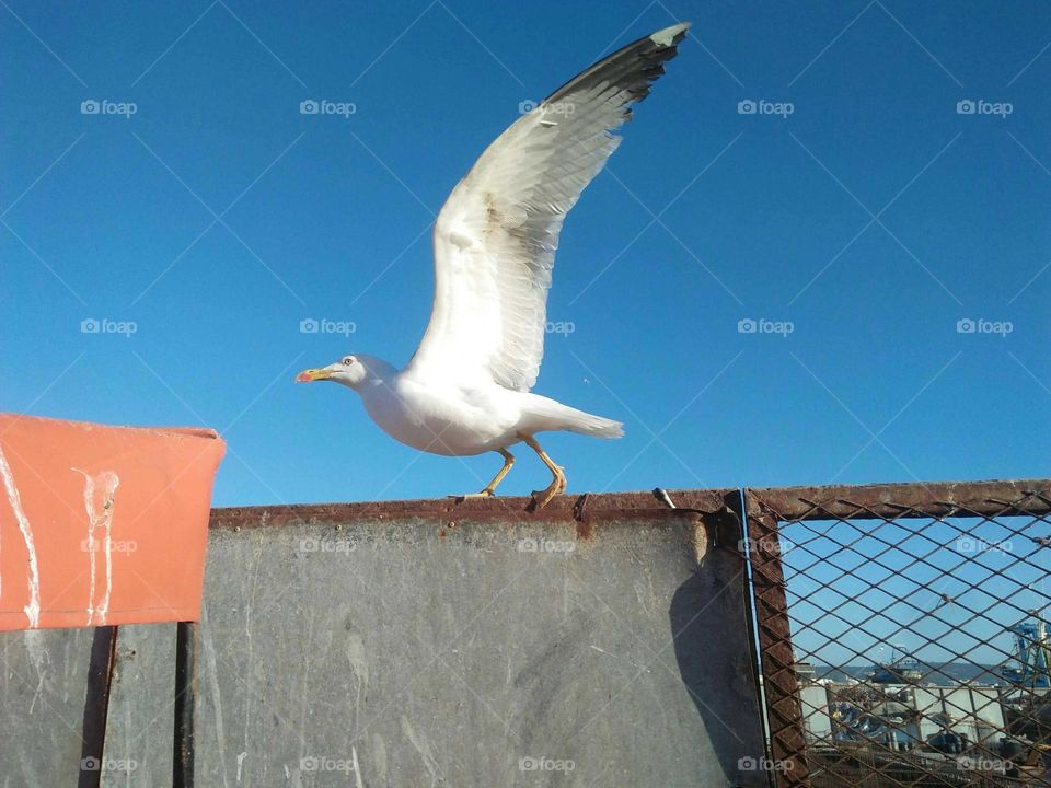 Flying seagull