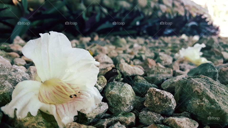 white petals