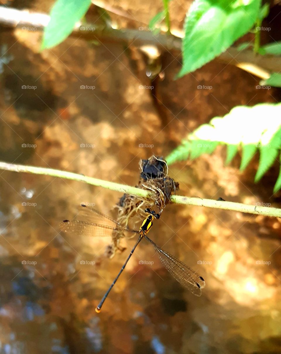 Uma libélula discreta repousa aproveitando  frescor do riacho