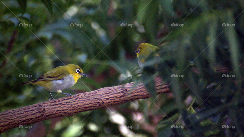 Two cute goggles wearing birds looking for refreshments.
