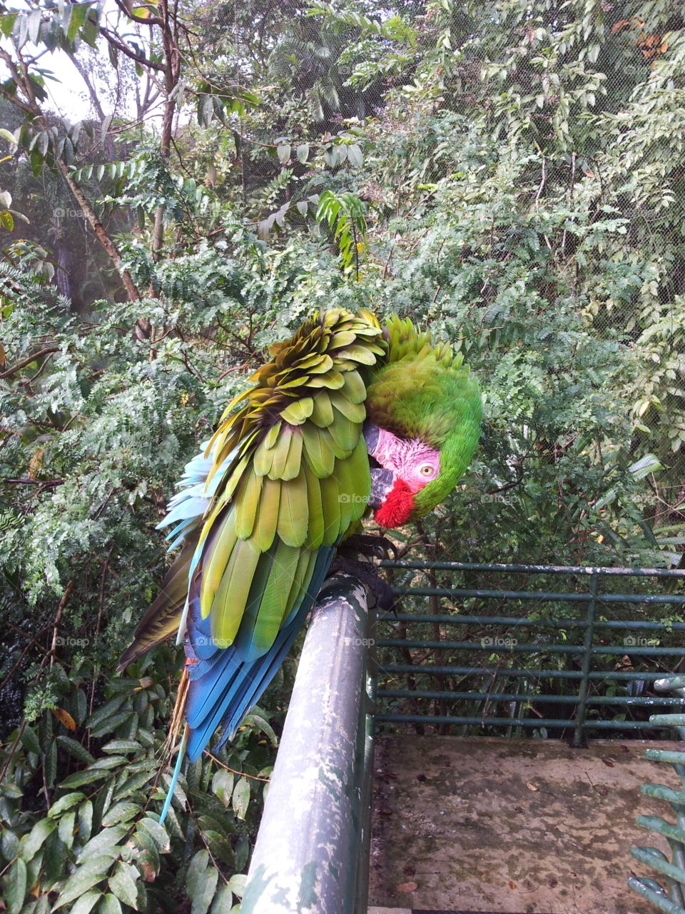 Macaw