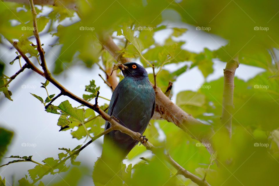 Little blue bird of happiness