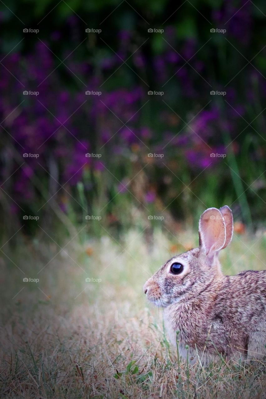 A furry brown rabbit takes pause on a quiet grassy spot near colorful purple flowers