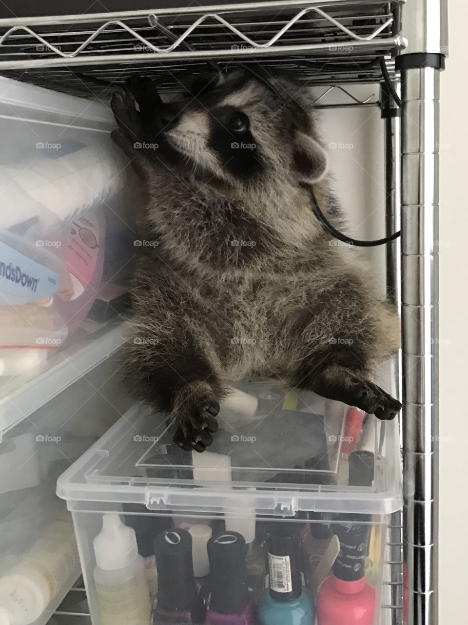 Raccoon Rescue