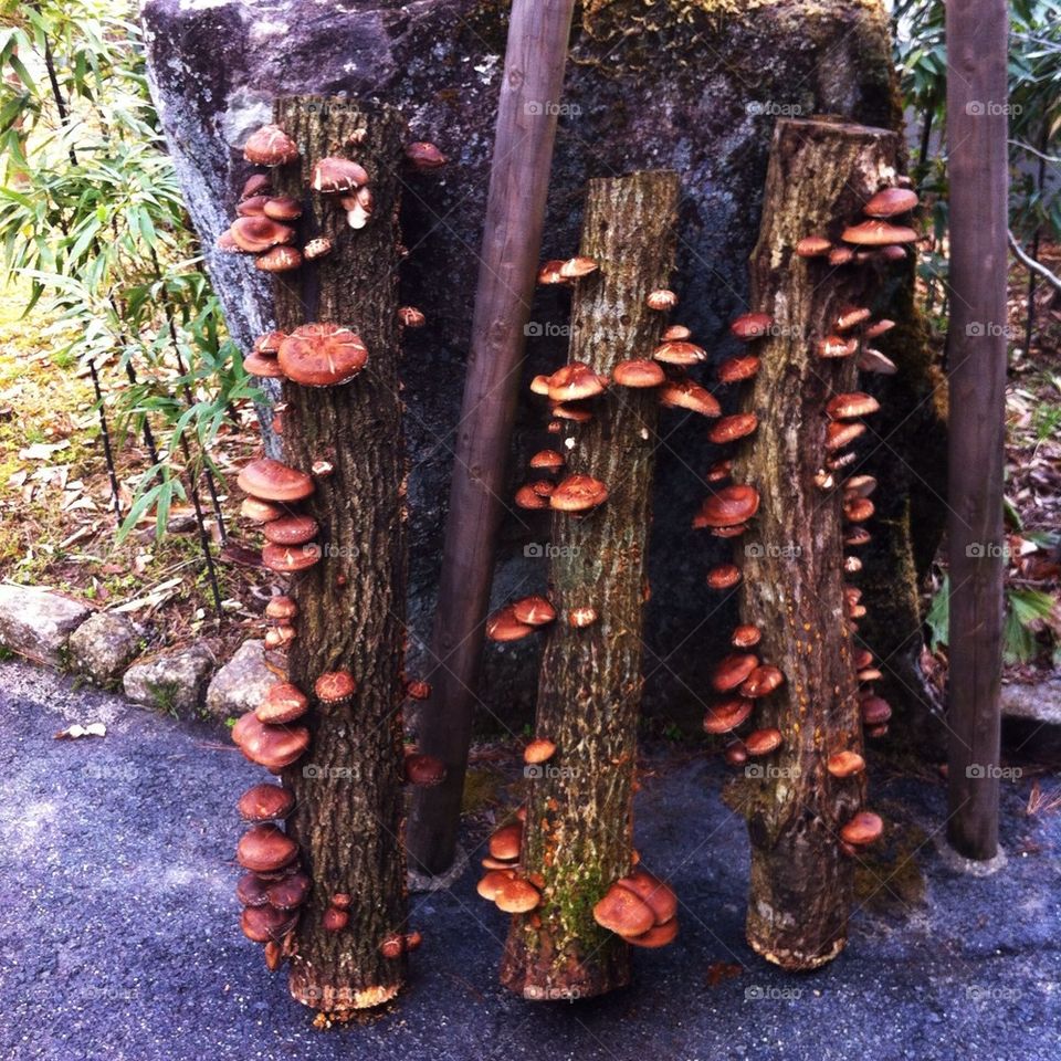 Mushroom tree