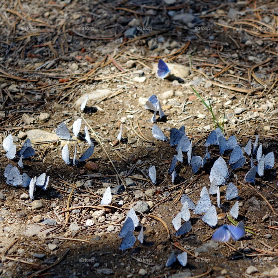 Group of blue butterflies on ground