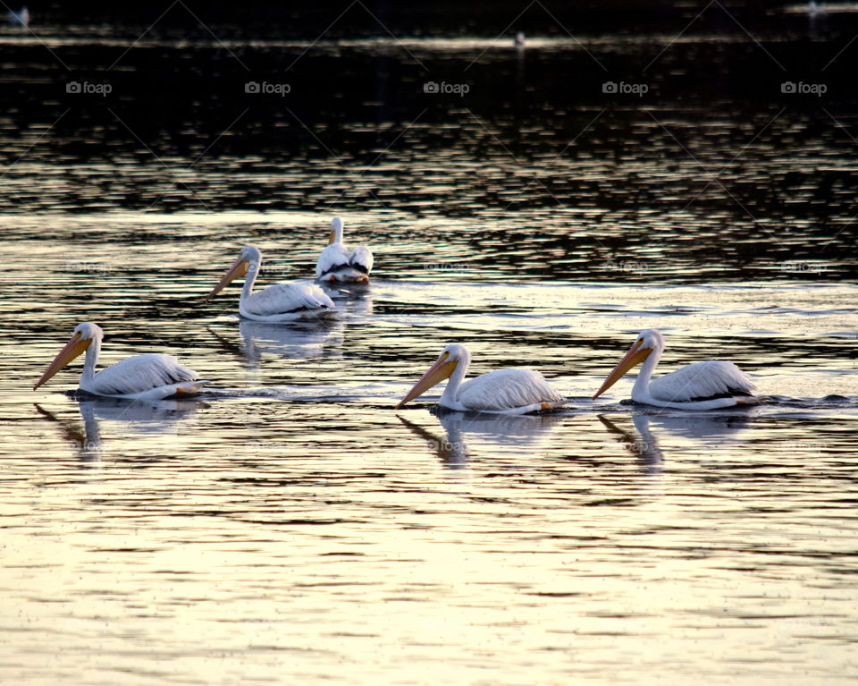 Pelicans