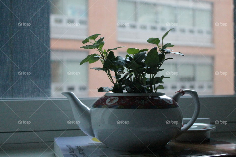 Close-up plant in tea pot