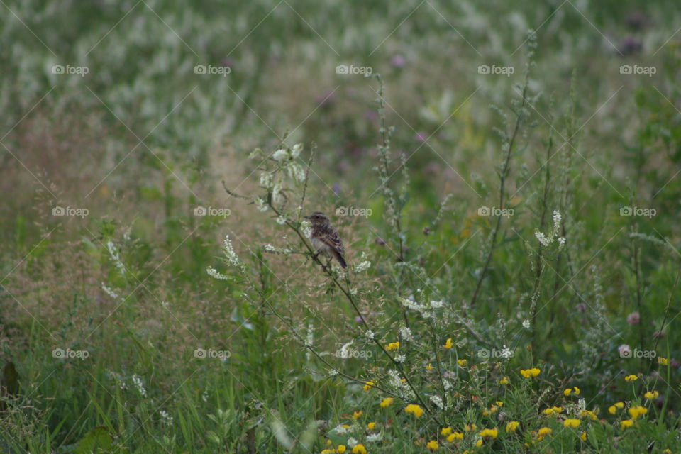 Bird on a blade of grass