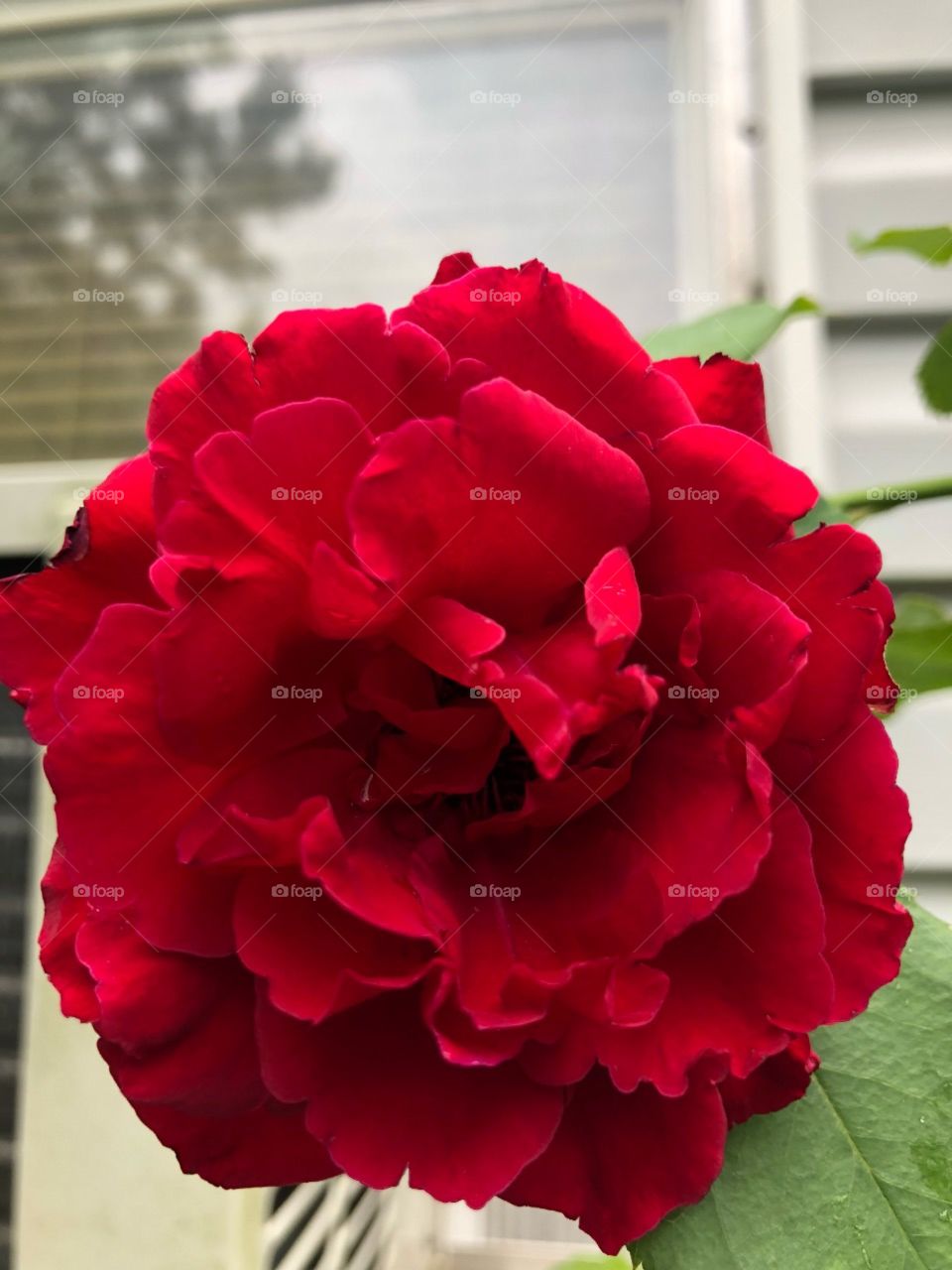 Fantastic closeup of a red rise growing in the garden showing off its Amazing petals. 