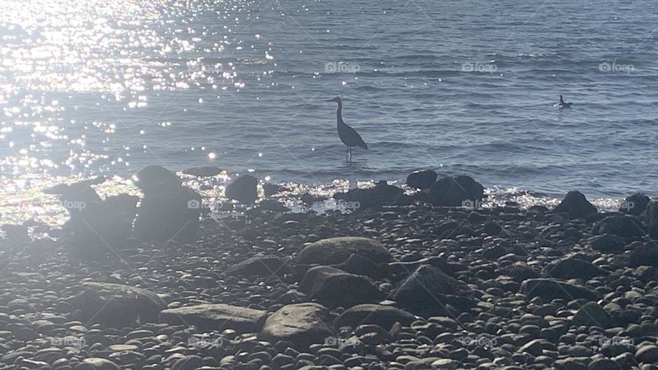 A Blue Heron wading through the waters of the Pacific Ocean along White Rock, British Columbia, Canada 