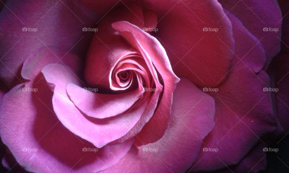 fragrant pink spiral