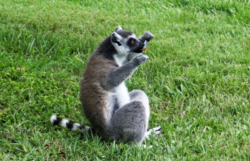 Lemur in the field taking a break for snack