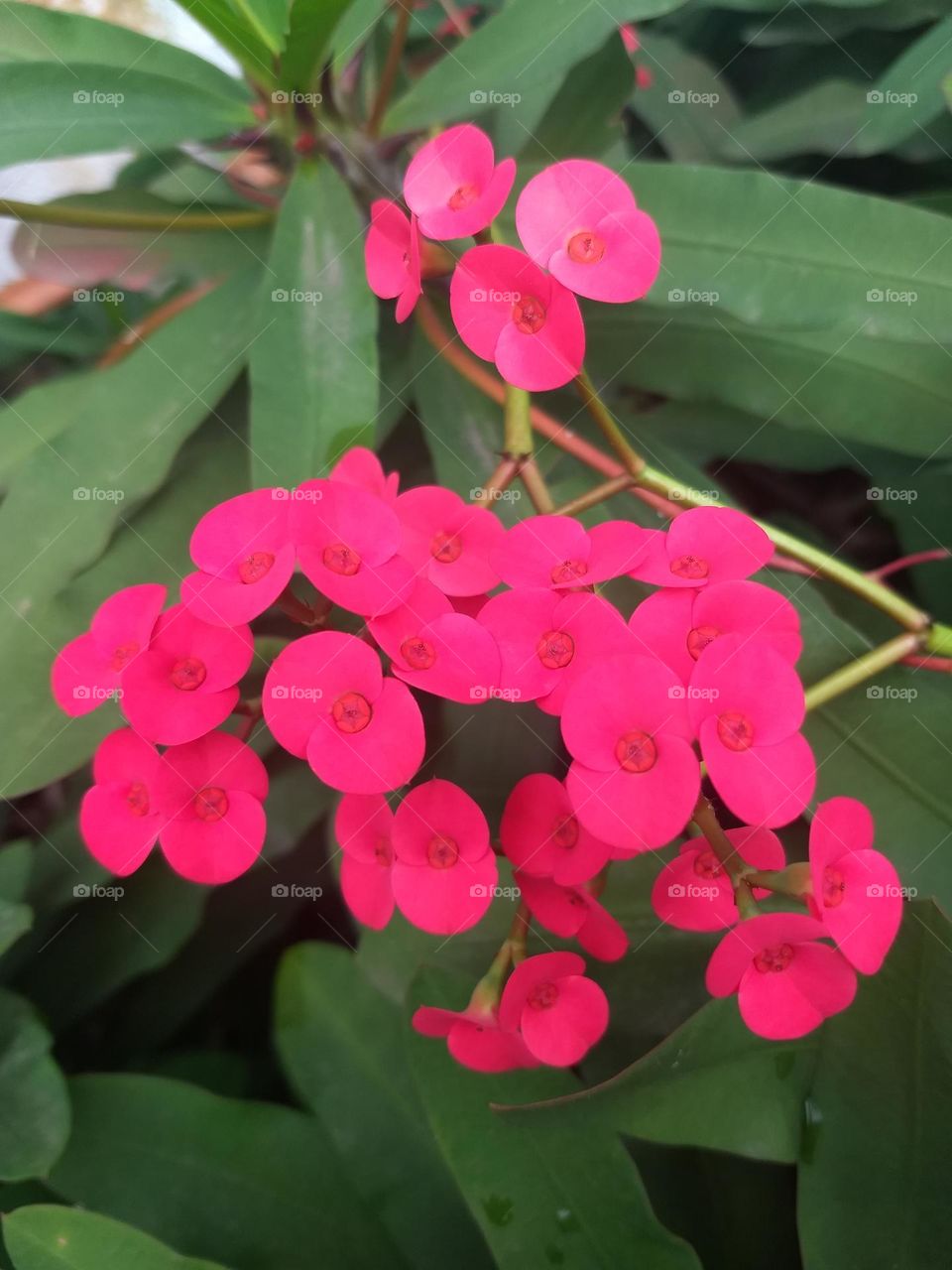 red flowers