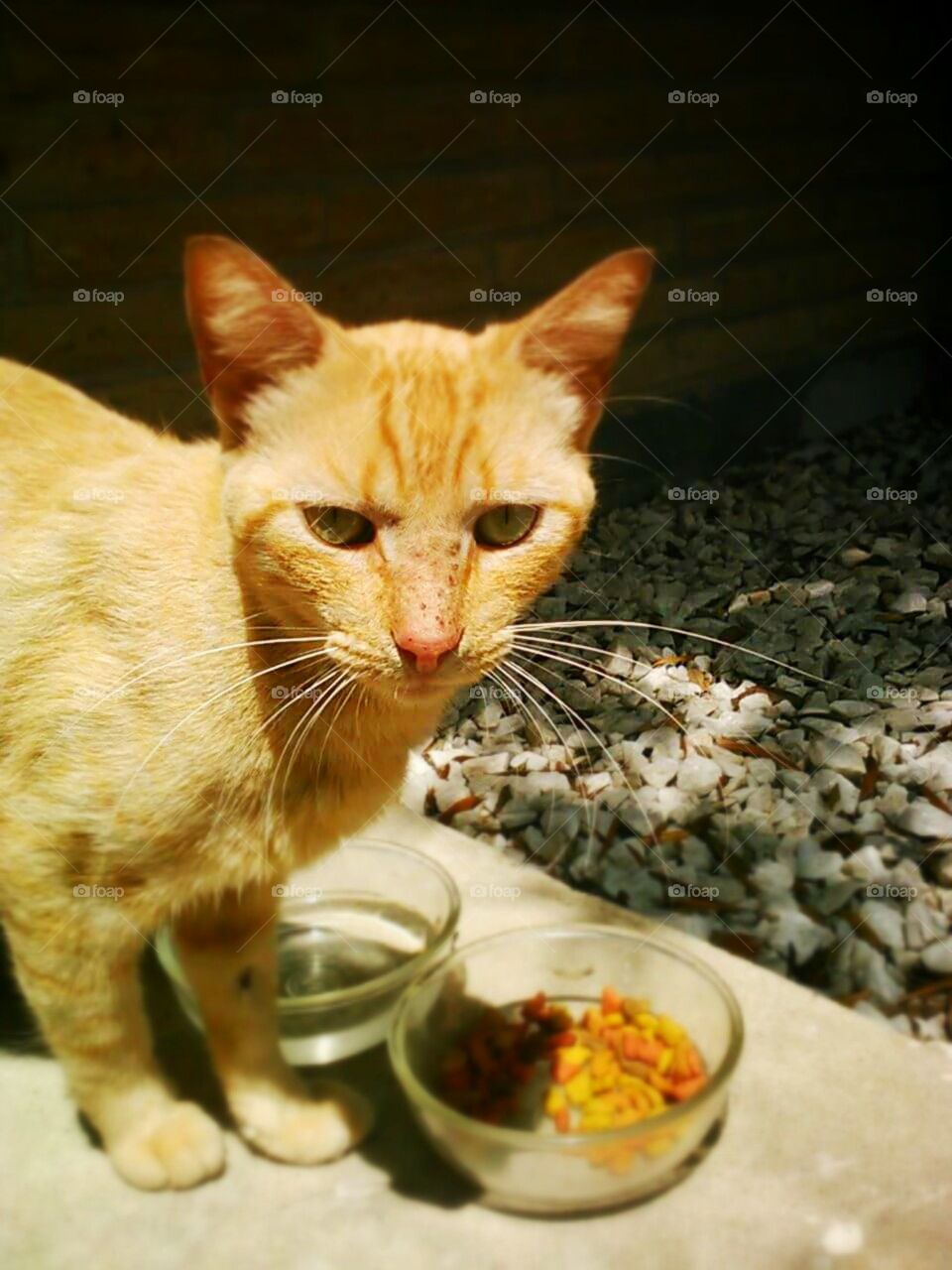 cat stray orange freckles eating catfood sunny purr