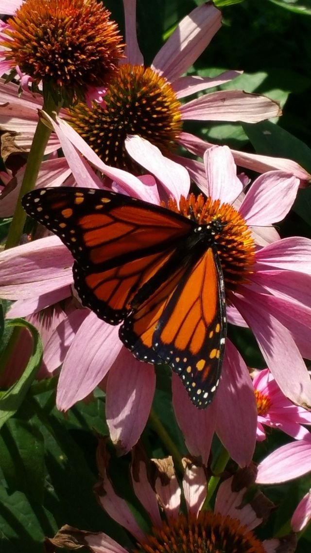 nature