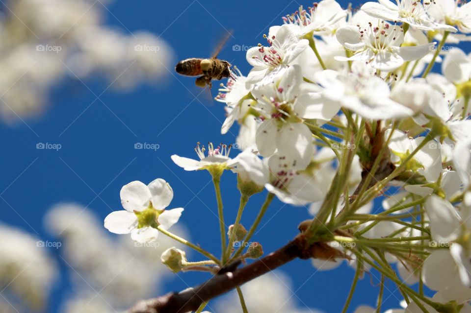 bees pollinating beautiful flowers in the mountains of north carolina during the springtime.