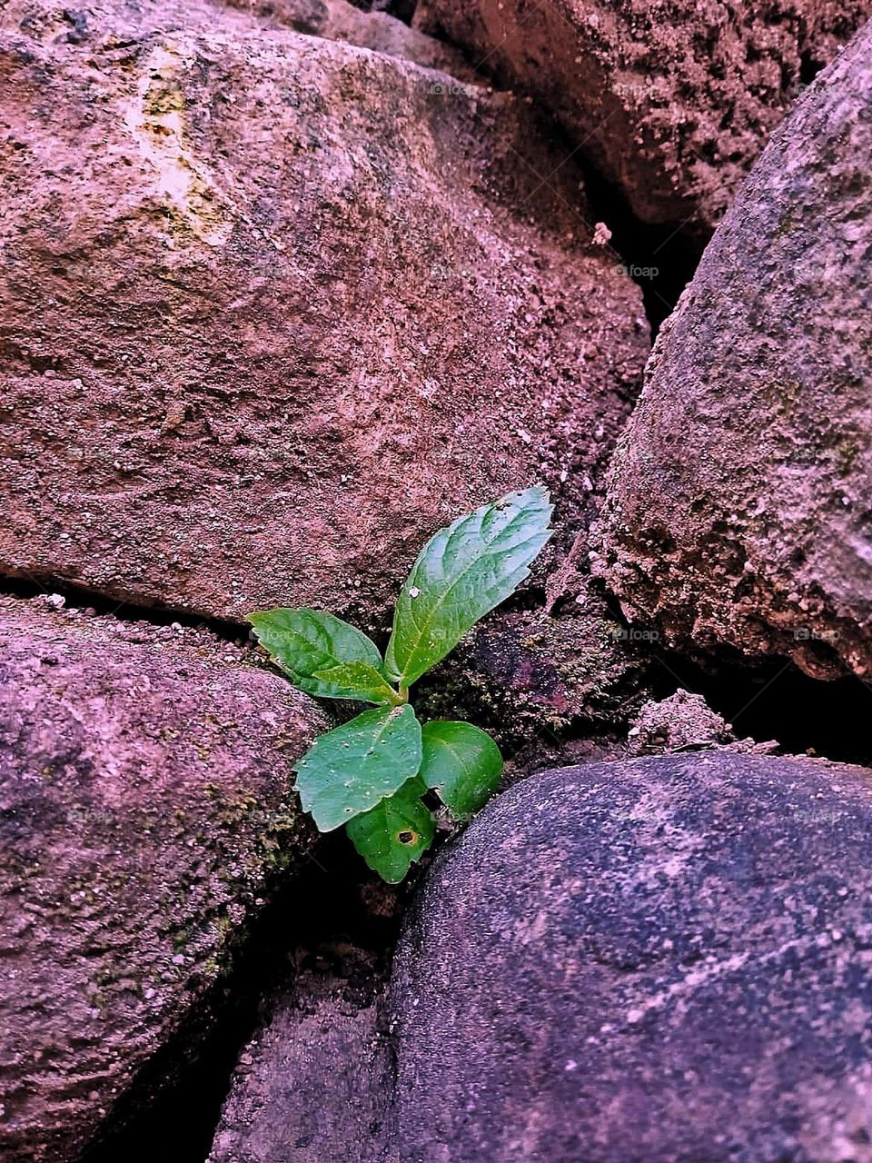 A balanced colour of green leaves into the rock and shadow.