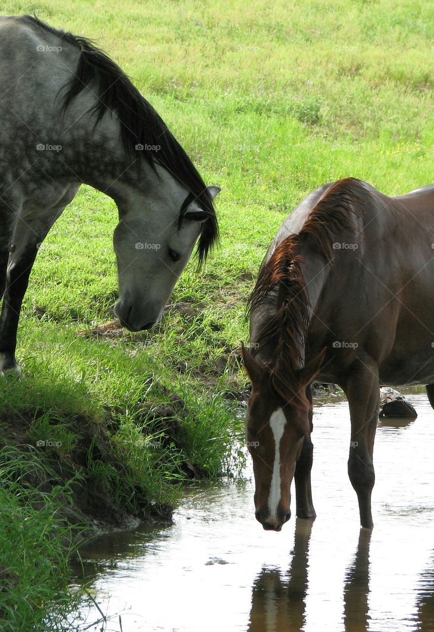 sweet horses