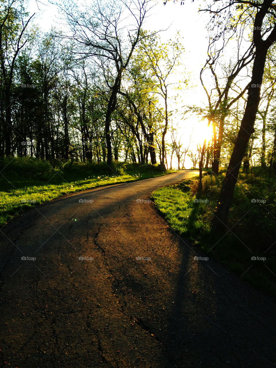 Long boarding in the woods