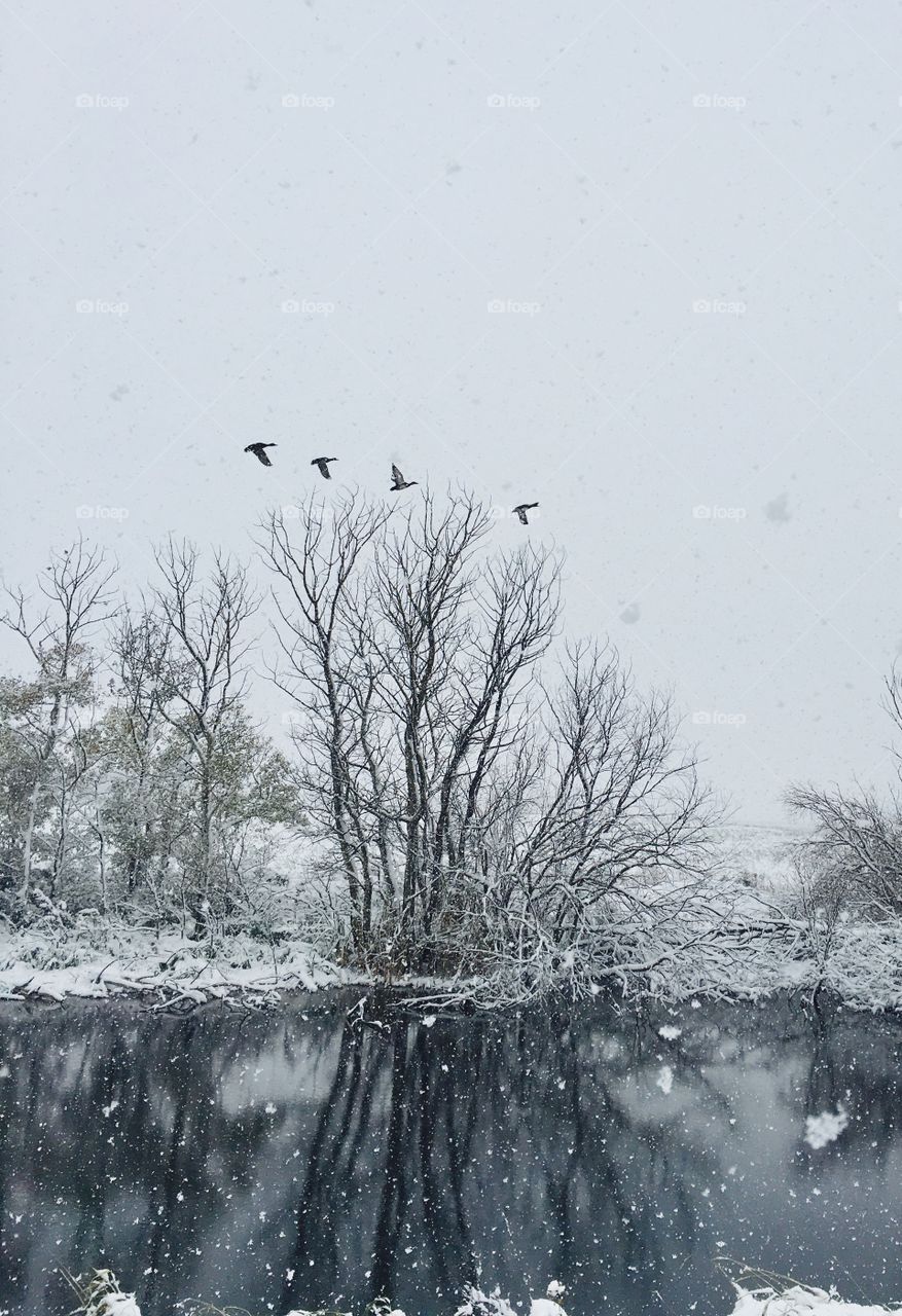 Snow birds 