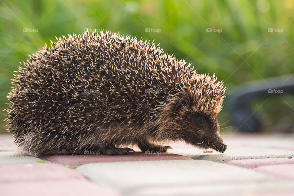 Cute hegehog