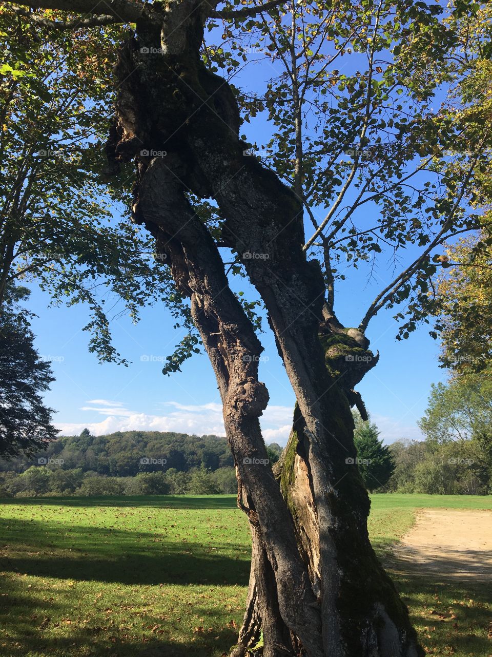 Old tree in park with trunk as a sculpture 