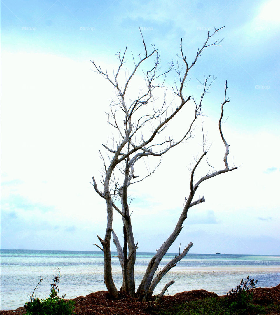 Dead tree on beach