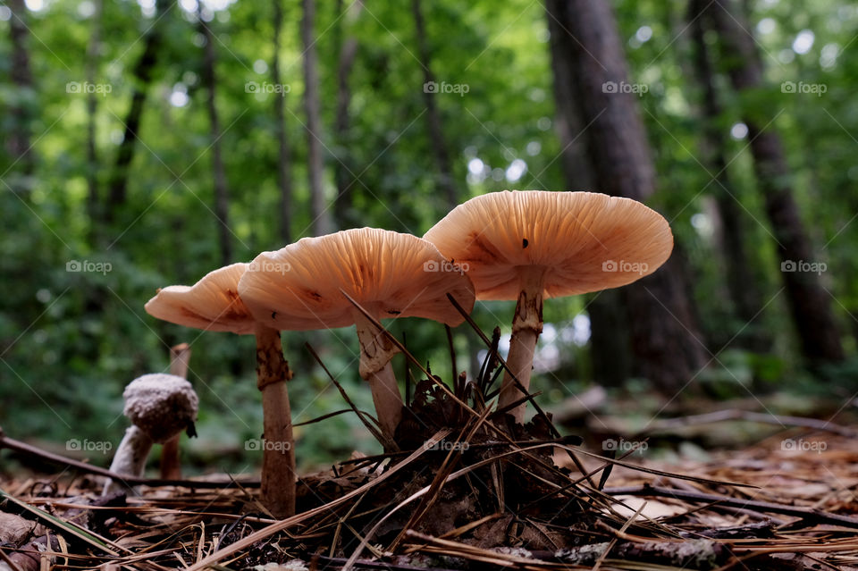 An underside view of a young trio of cokers amanita at Yates Mill County Park in Raleigh North Carolina. 