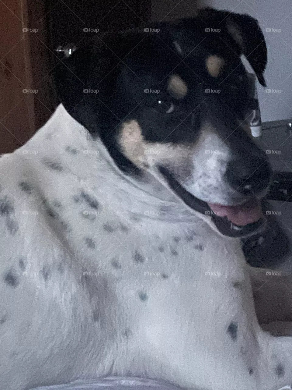 Happy Boy