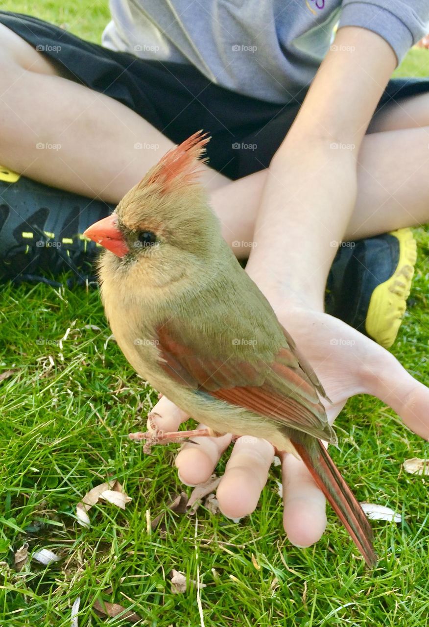 Female cardinal held peacefully by a child