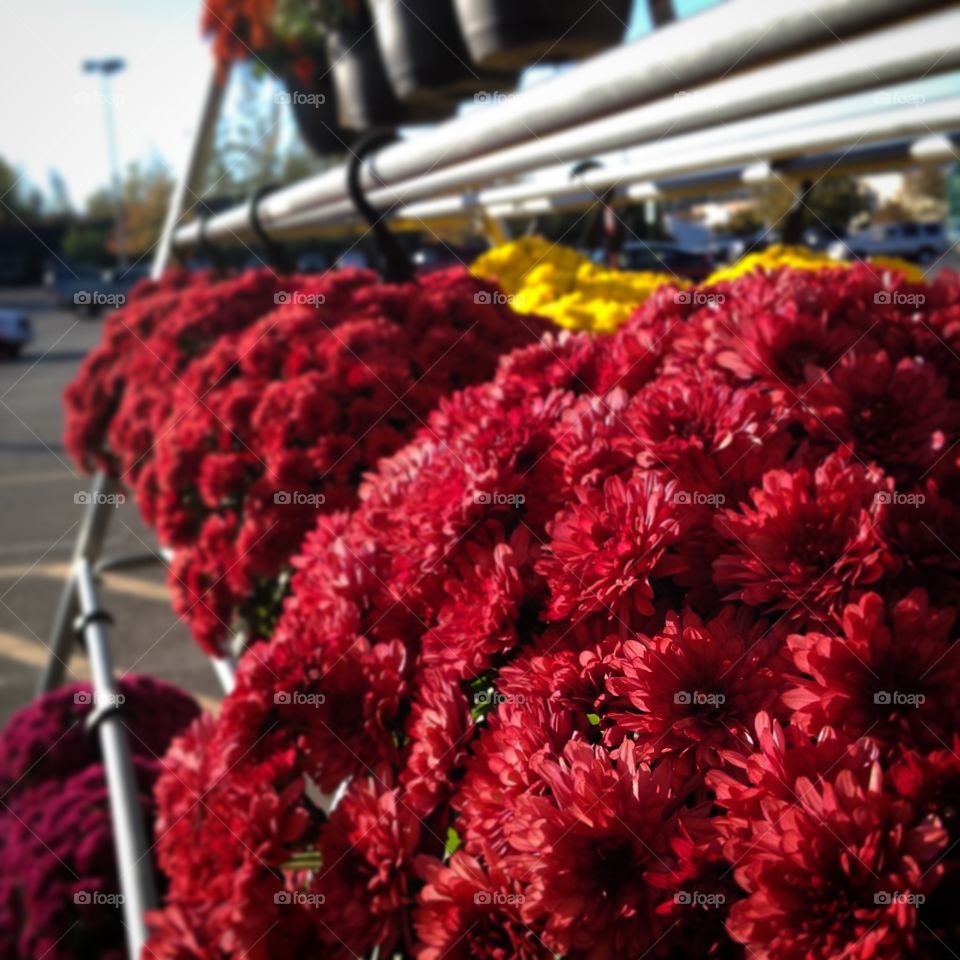 Flowers, mums, red, yellow
