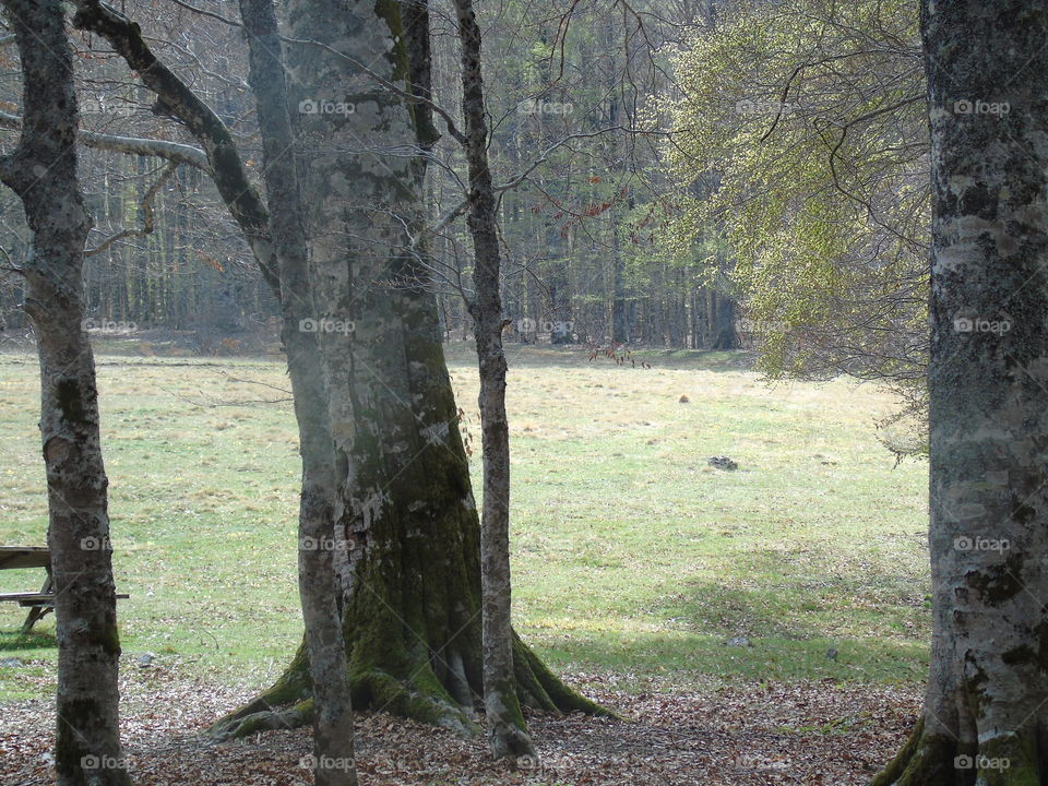 Tree, Nature, Wood, Fall, Landscape